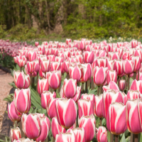 Flowers-1