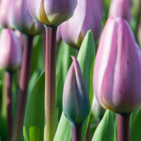 Flowers-11