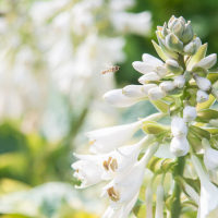 Flowers-2