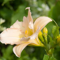 Flowers-3