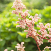 Flowers-4
