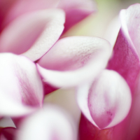Flowers-5