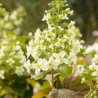Flowers-6