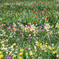 Flowers-7