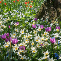 Flowers-8