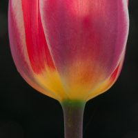 Flowers-9